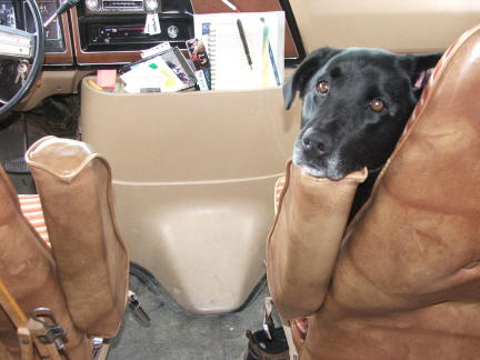 traveldog