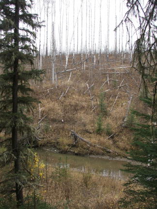 barecreek