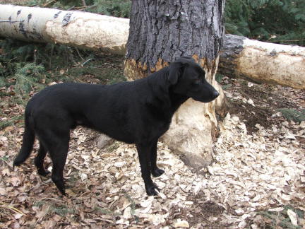 beaver