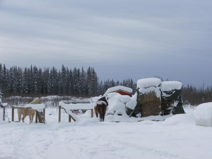 horses