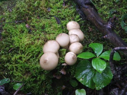 mushroom1