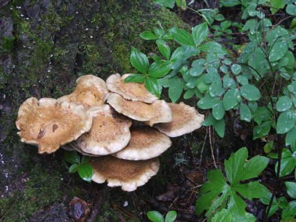 mushroom2
