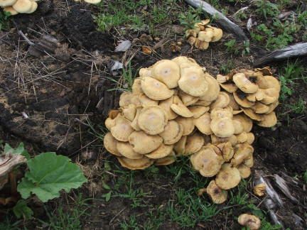 mushroom3