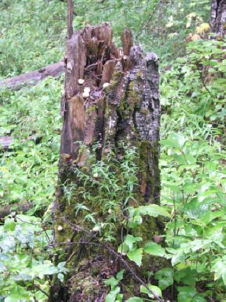 stump