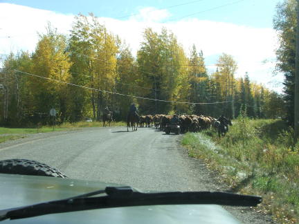 cattledrive