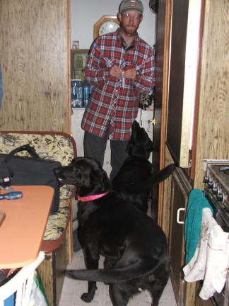 dogs