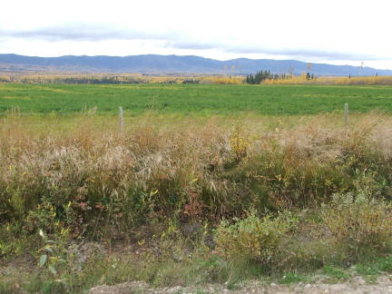 field