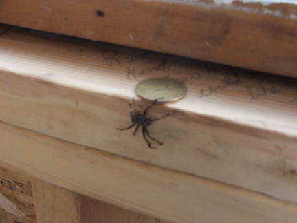 spider