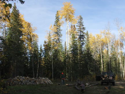 wood