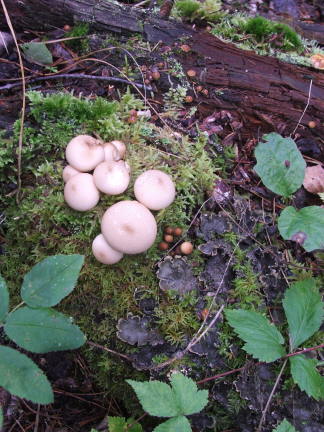 mushrooms