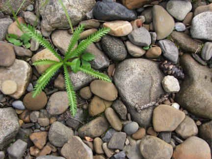 rockplant