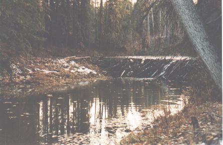 Beaver dam