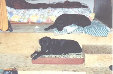Dogs in the trailer
