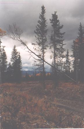 Second felled tree